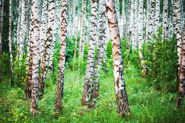 Břízový les ve slunečním svitu ráno — Stock fotografie