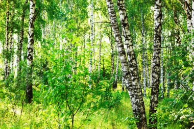  huş ağacı ormanı Sabah güneş ışığında