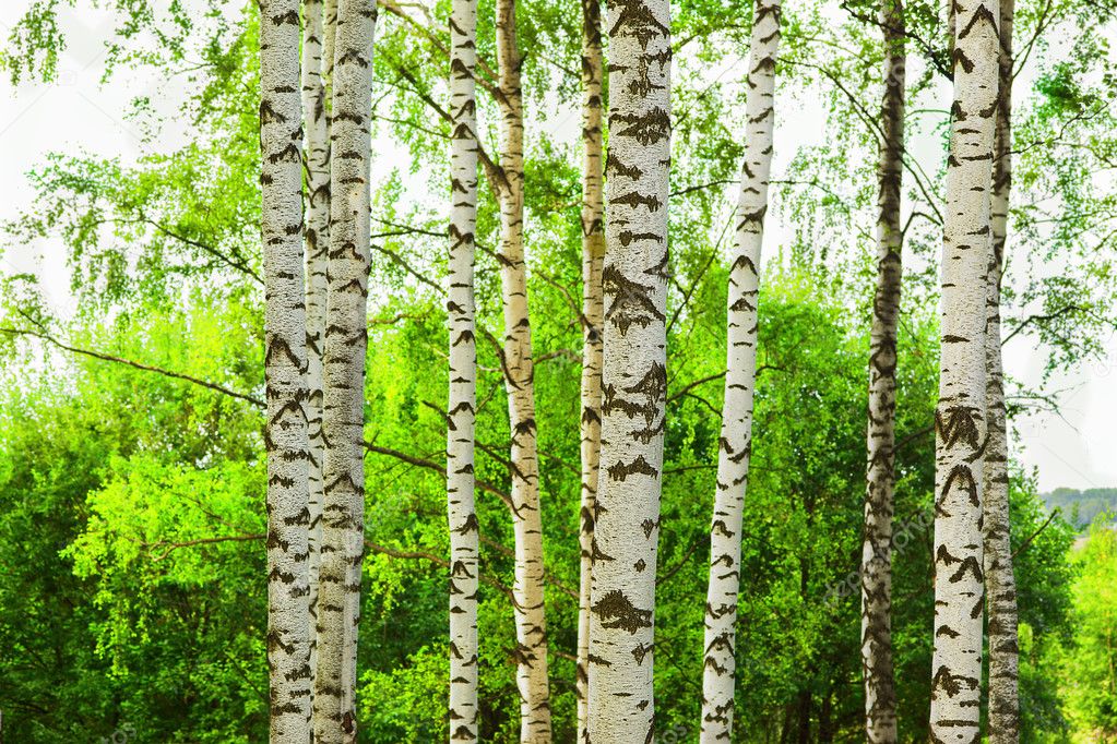  birch forest in sunlight in the morning