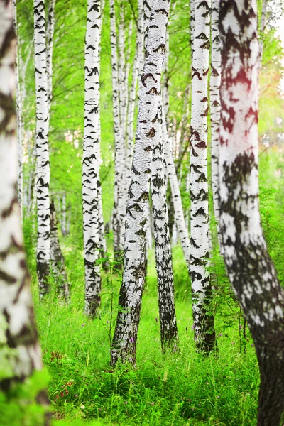 Birch forest in sunlight in the morning — Stock Photo, Image