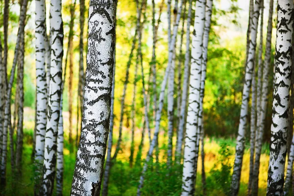 Floresta de bétula à luz do sol i — Fotografia de Stock