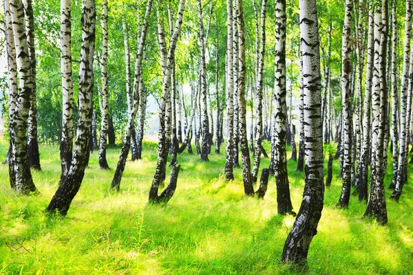Березовый лес при солнечном свете i — стоковое фото