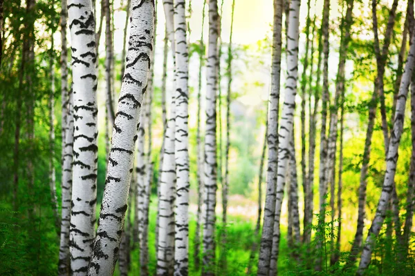 Letní březový les — Stock fotografie
