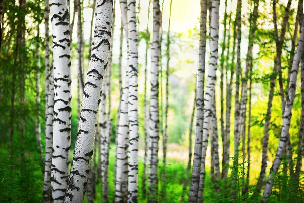 Bosque de abedul verano — Foto de Stock