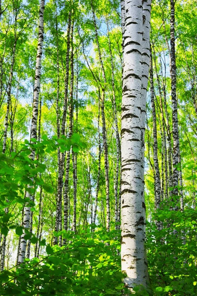 Sommaren skog Björk — Stockfoto