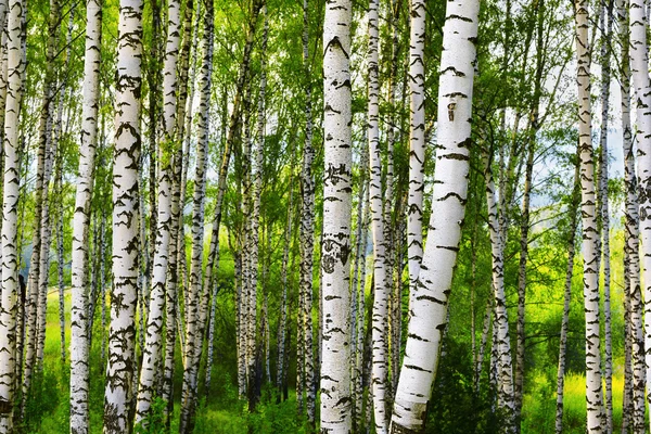 夏の森の白樺 — ストック写真
