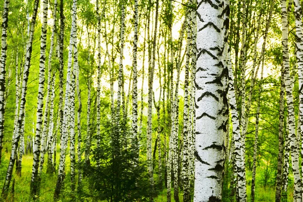 Betulla di foresta estiva — Foto Stock