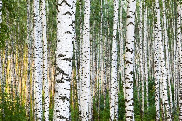 Zomer bos berk — Stockfoto