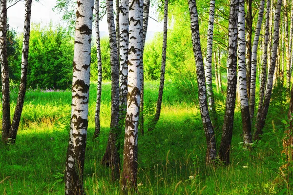 Zomer bos berk — Stockfoto