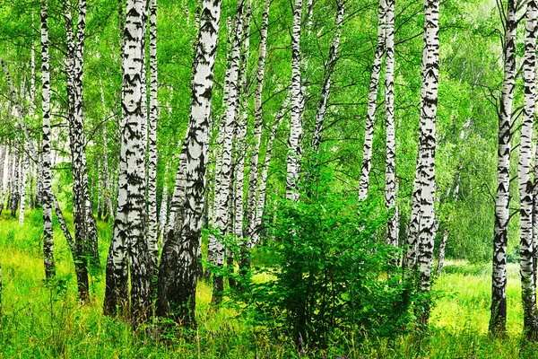Verão em vidoeiro florestal — Fotografia de Stock