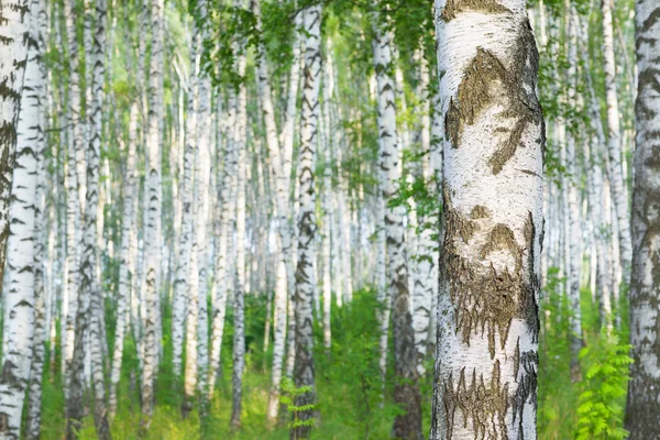 Verão na floresta de vidoeiro — Fotografia de Stock