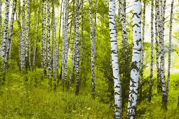白樺の森の夏 — ストック写真