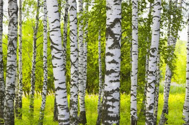 Yaz aylarında huş ağacı orman
