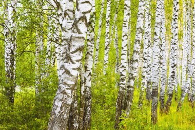 Yaz aylarında huş ağacı orman
