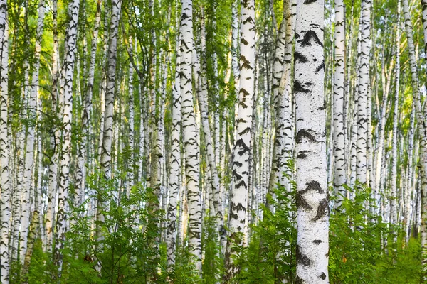 Verão na floresta de vidoeiro — Fotografia de Stock