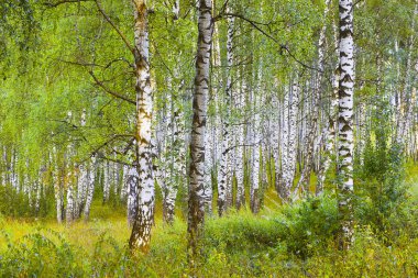 Yaz aylarında huş ağacı orman