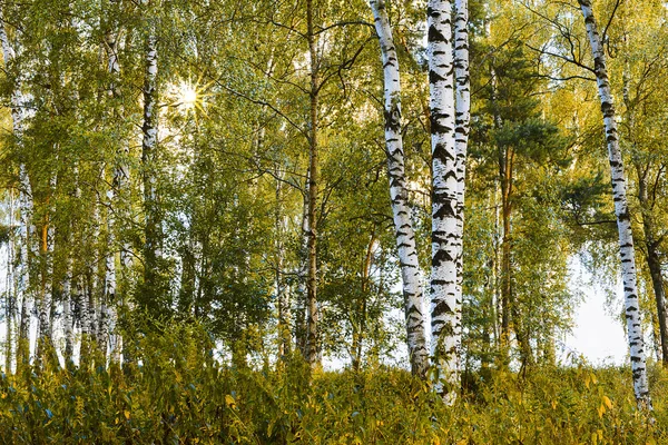 Sommer im Birkenwald — Stockfoto