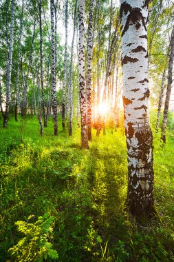 Yaz aylarında huş ağacı orman
