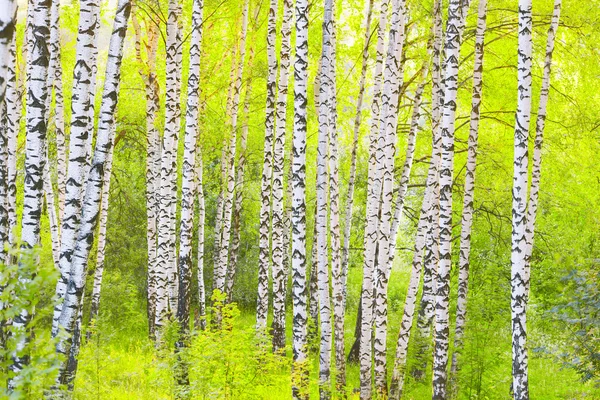 Verano en el bosque de abedul —  Fotos de Stock