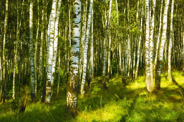 Verão na floresta de vidoeiro — Fotografia de Stock