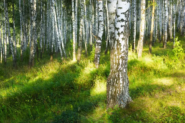 Verano en el bosque de abedul —  Fotos de Stock