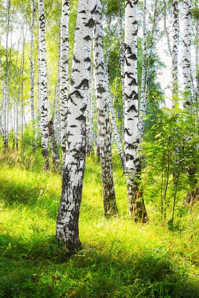 Summer in birch forest — Stock Photo, Image