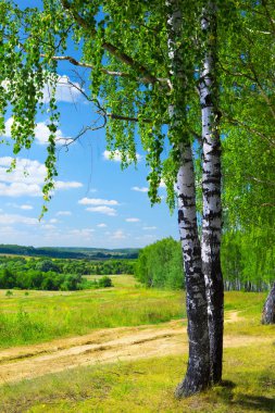 Yaz aylarında huş ağacı orman