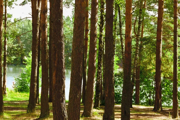 A floresta na lagoa — Fotografia de Stock