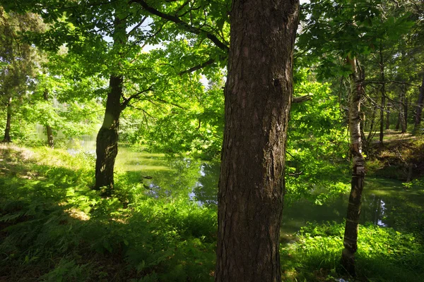El bosque en la orilla del lago — Foto de Stock