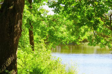 güneş ışınlarının meşe ağacında