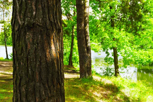 El bosque en la orilla del lago — Foto de Stock