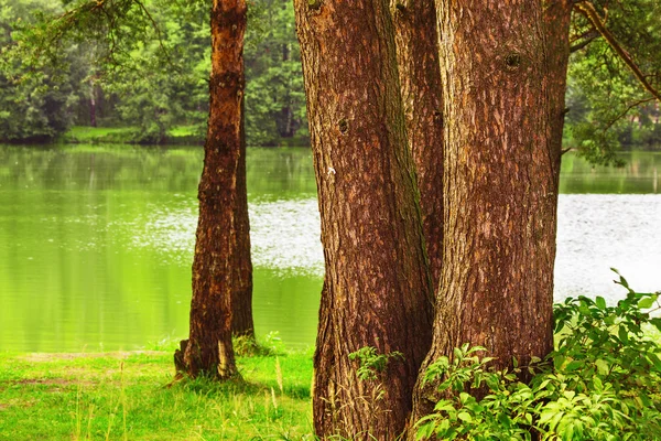 El bosque en el estanque — Foto de Stock