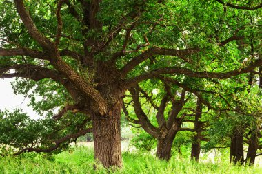 Yaz aylarında güneşli meşe ormanı