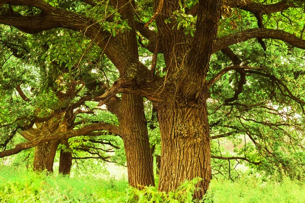 Yaz aylarında güneşli meşe ormanı — Stok fotoğraf