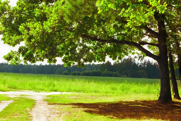 Quercia in raggi del sole — Foto Stock