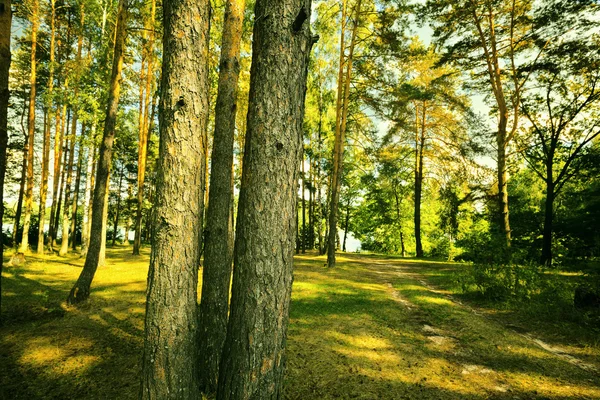 Floresta de pinheiros no parque — Fotografia de Stock