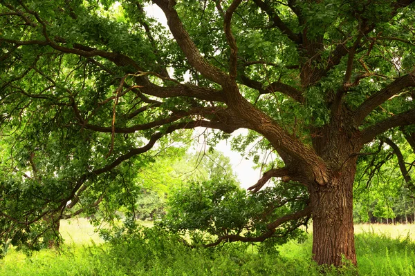 Verano en bosque de roble soleado — Foto de Stock