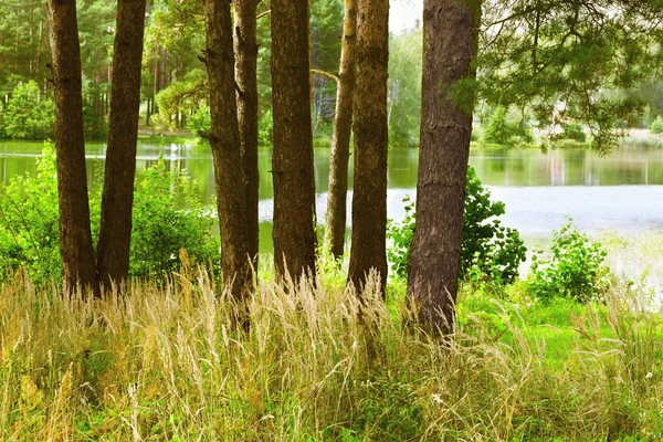 Floresta de pinheiros no lago — Fotografia de Stock