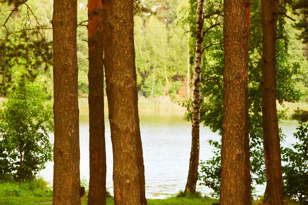 Pine forest at the pond — Stock Photo, Image