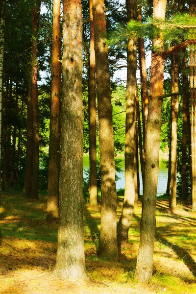 Floresta de pinheiros no lago — Fotografia de Stock