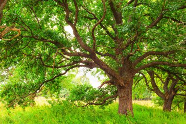    Yaz aylarında güneşli meşe ormanı