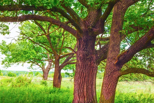 日当たりの良いオークの森の夏 — ストック写真