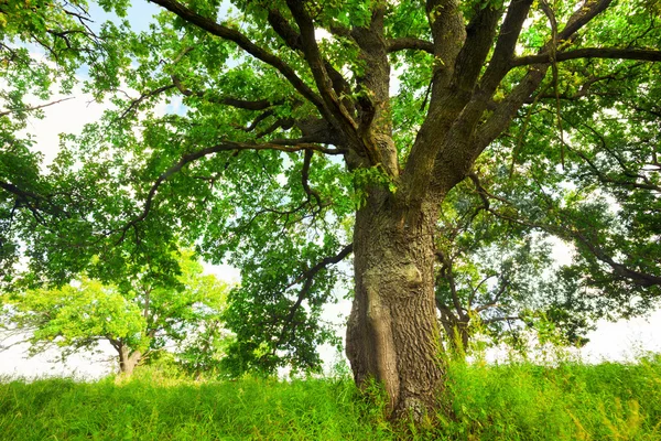 日当たりの良いオークの森の夏 — ストック写真