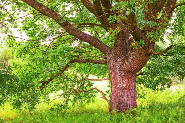 Yaz aylarında güneşli meşe ormanı — Stok fotoğraf