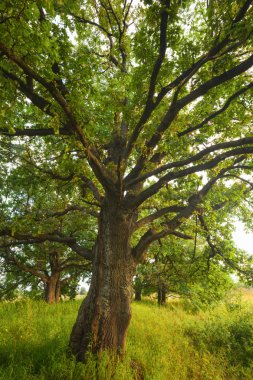   Yaz aylarında güneşli meşe ormanı