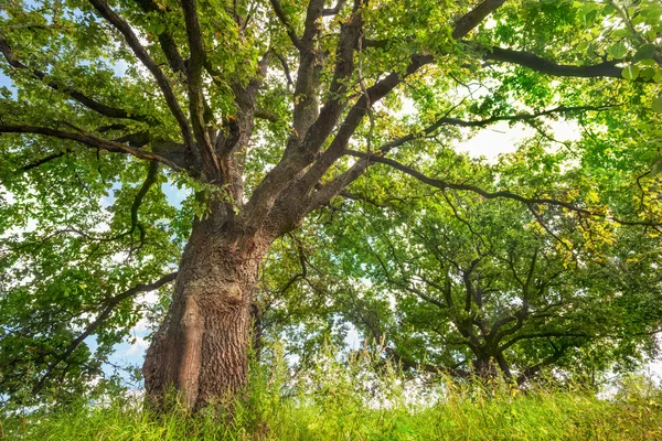 Güneş ışınlarının meşe ağacında — Stok fotoğraf