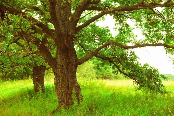 Summer in Sunny oak forest Stock Image