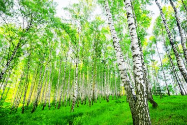 Yaz aylarında huş ağacı orman