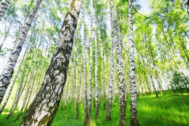 Yaz aylarında huş ağacı orman