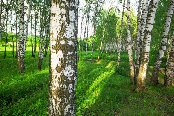 Лето в березовом лесу — стоковое фото